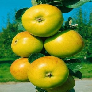 Jabloň stĺpovitá (Malus domestica) ´Garden fountain´ - jesenná 100-120 cm, kont.3.5L - kvetináčová
